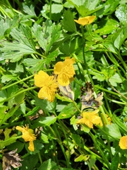 Ranunculus muricatus