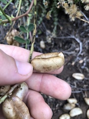 Astragalus pomonensis