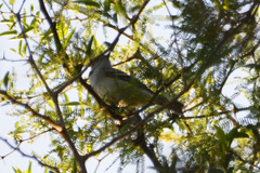 Elaenia
