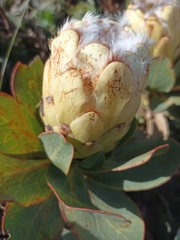 Protea grandiceps