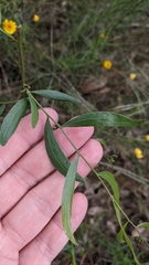 Acacia verniciflua