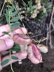 Astragalus pomonensis
