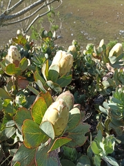 Protea grandiceps