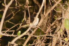 Euscarthmus meloryphus