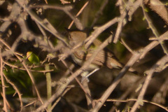 Euscarthmus meloryphus