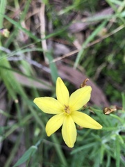 Bulbine bulbosa