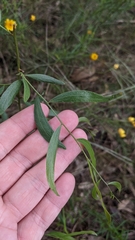 Acacia verniciflua