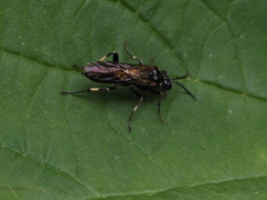 Macrophya albicincta