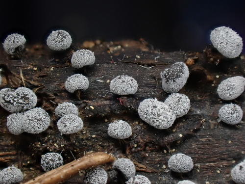 Representative image of Didymium minus