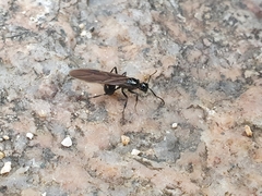 Polyrhachis lamellidens