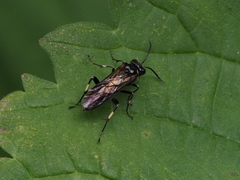 Macrophya albicincta