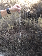 Thamnophis hammondii