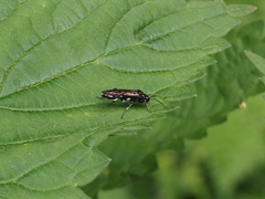Macrophya albicincta
