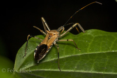 Zelus janus