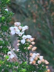 Erica scabriuscula