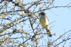 Myiarchus swainsoni