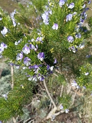 Psoralea