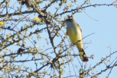 Myiarchus swainsoni