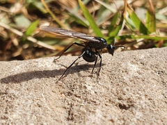 Polyrhachis lamellidens