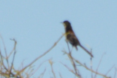Icterus pyrrhopterus