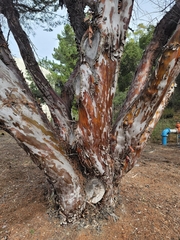 Cupressus