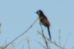 Icterus pyrrhopterus