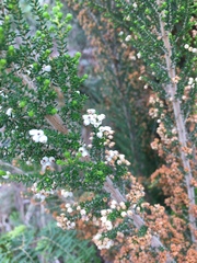 Erica scabriuscula