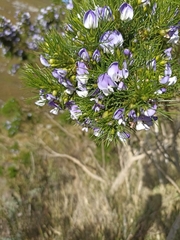 Psoralea