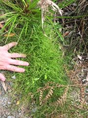 Schoenus maschalinus