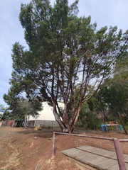 Cupressus
