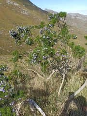 Psoralea