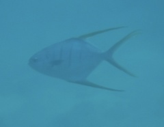 Trachinotus rhodopus