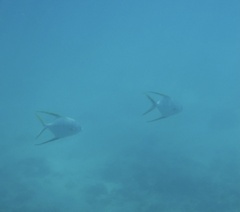 Trachinotus rhodopus