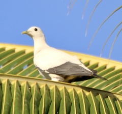Ducula spilorrhoa