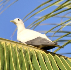Ducula spilorrhoa