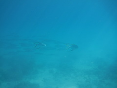 Trachinotus rhodopus