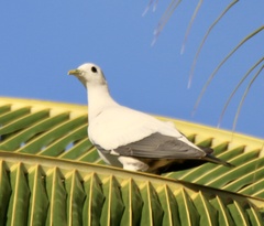 Ducula spilorrhoa