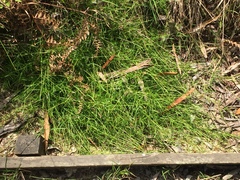 Schoenus maschalinus