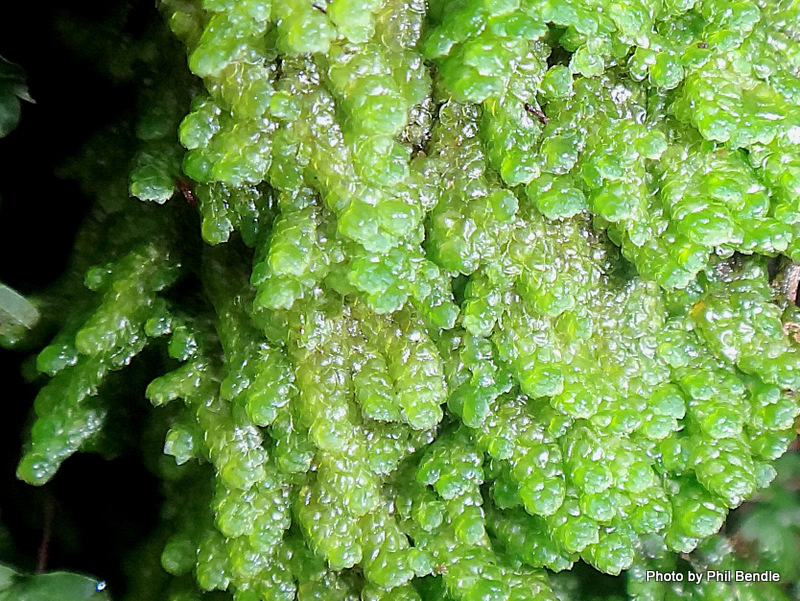 Distichophyllum