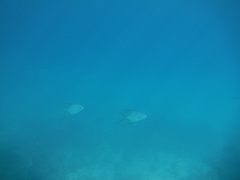 Trachinotus rhodopus