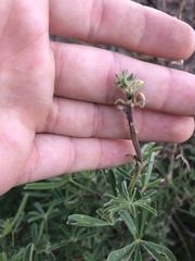 Lupinus arboreus