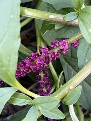 Phytolacca