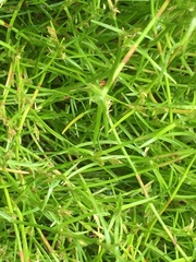 Schoenus maschalinus