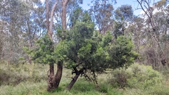 Exocarpos cupressiformis