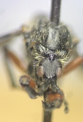 Bibio femoratus