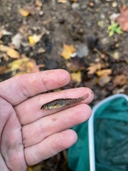 Etheostoma olmstedi