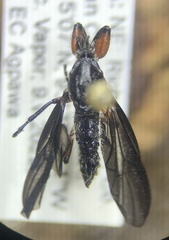 Bibio femoratus