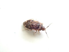 Anthocoridae