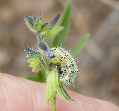 Alypiodes bimaculata