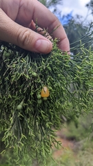 Exocarpos cupressiformis